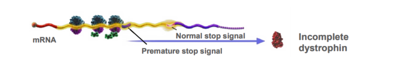 Incomplete translation of dystrophin
