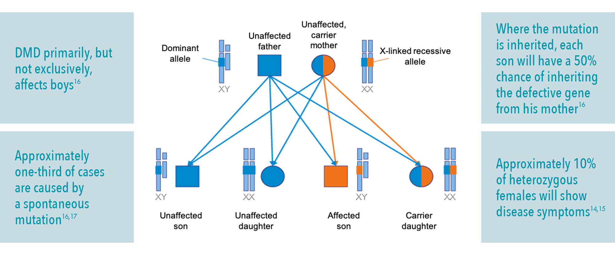 genetic inheritance diagram