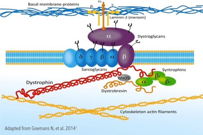 Dystrophin protein structure and interactions