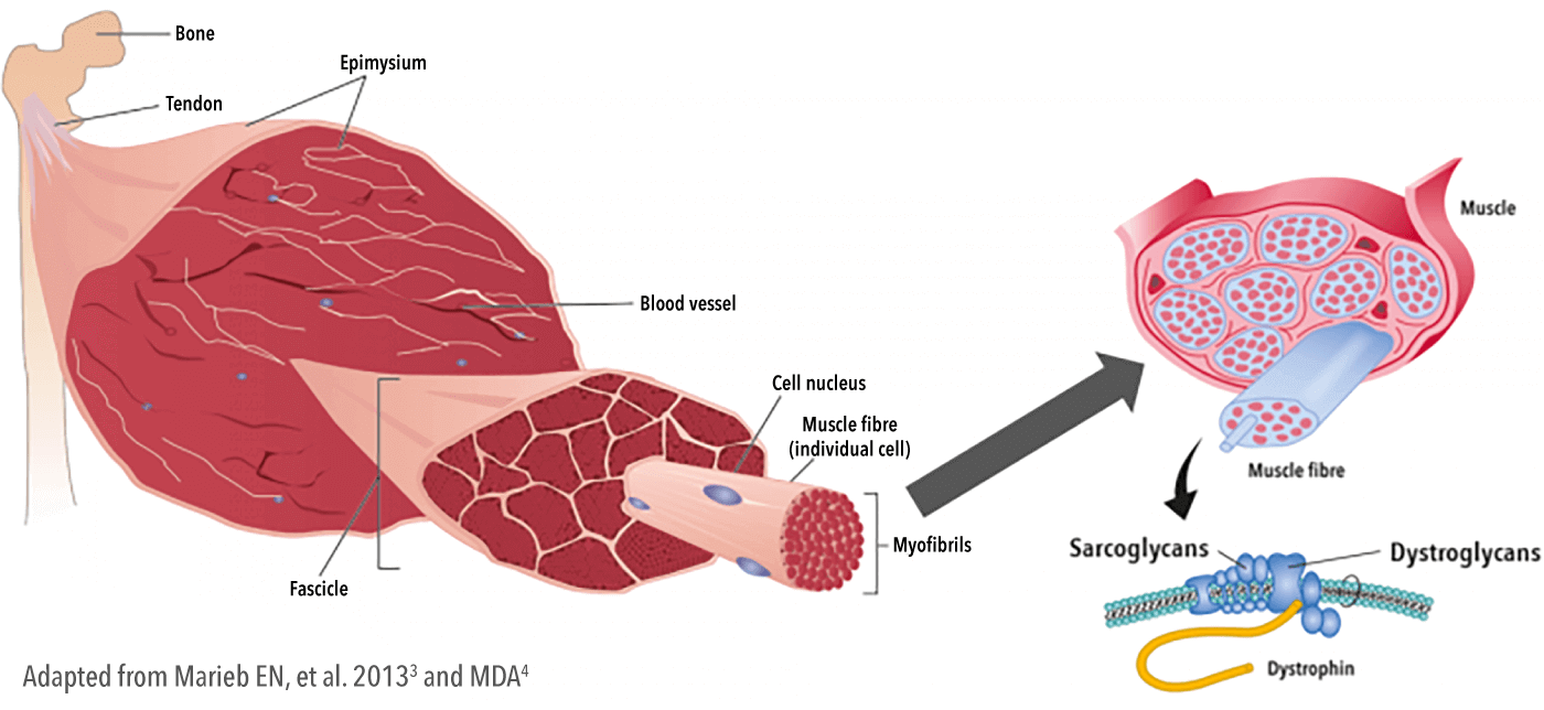 Dystrophin's role in muscle membrane